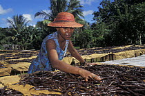 Woman spreads Vanilla beans for drying in the sun, Maroantsetra, North East Madagascar