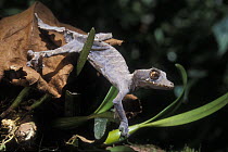 Leaf-tailed gecko (Uroplatus ebenaui) in rainforest habitat, Montagne dAmbre NP, North Madagascar