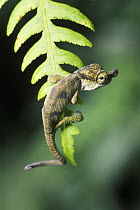 Boettger's chameleon (Calumma boettgeri) in rainforest habitat, Montagne dAmbre NP, North Madagascar