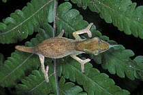 Boettger's chameleon (Calumma boettgeri) on leave in rainforest habitat, Montagne dAmbre NP, North Madagascar