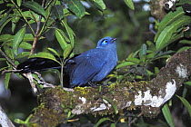 Blue coua (Coua caerulea) in tropical rainforest, Masoala NP, East Madagascar
