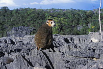 Crowned lemur (Eulemur / Lemur coronatus) male on limestone karst, Ankarana Special Reserve, North Madagascar