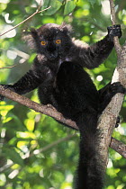 Black lemur (Eulemur / Lemur macaco macaco) male, Lokobe special reserve, Nosy Be, North Madagascar, IUCN vulnerable