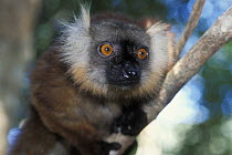 Black lemur (Eulemur / Lemur macaco macaco) female, Lokobe special reserve, Nosy Be, North Madagascar, IUCN vulnerable