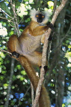 Black lemur (Eulemur / Lemur macaco macaco) female in tree, Lokobe special reserve, Nosy Be, North Madagascar, IUCN vulnerable