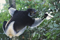 Indri (Indri indri) feeding in tropical rainforest, Andasibe-Mantadia NP, Madagascar