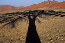 Shadow of a Camelthorn tree (Acacia erioloba) in Tsauchab valley, Namib Naukluft NP, Namib desert, Namibia