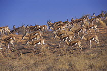 Large herd of Springbok (Antidorcas marsupialis) on sand dune, Kgalagadi Transfrontier Park, Kalahari desert, South Africa