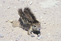 Cape ground squirrel (Xerus inauris) Kgalagadi Transfrontier Park, Kalahari desert, South Africa