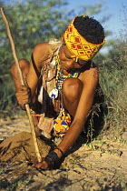 Bushman extracting edible roots from ground, Bushmanland, Namibia