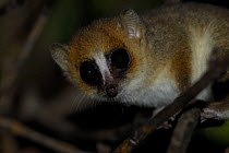 Gray / Lesser mouse lemur (Microcebus murinus) at night, Nahampoana reserve, Madagascar South
