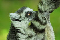 Ring-tailed lemur (Lemur catta) grooming tail, dry forest of Berenty reserve, Madagascar