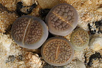 Living Stone plants {Lithops sp} in Namib desert, Namibia