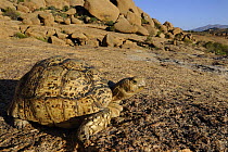 Leopard tortoise (Geochelone pardalis) Erongo mountains, Namibia