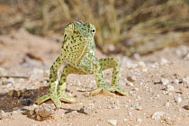 Flap Necked Chameleon (Chamaeleo dilepis) with foot raised off hot sand, Kalahari desert, South Africa