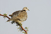 Ring-necked dove (Streptopelia capicola), Kgalagadi Transfrontier Park, Kalahari desert, South Africa