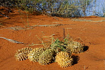 Gemsbok cucumbers (Cucumis africanus) on sand, Kgalagadi Transfrontier Park, Kalahari desert, South Africa