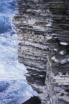 Common guillemot (Uria aalge) colony on cliff, Isle of Westray, The Orkney Isles, Scotland, UK