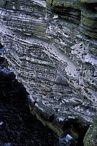 Common Guillemot (Uria aalge) colony on cliff, Isle of Westray, The Orkney Isles, Scotland, UK