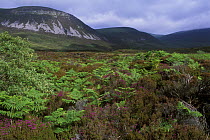 Moorland on Isle of Hoy, The Orkney Isles, Scotland, UK