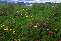 Spring flowers, Faraid Head, Sutherland, Highlands, Scotland, UK