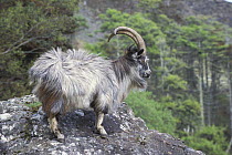 Wild goat {Capra aegagrus} on Isle of Mull, Inner Hebrides, Scotland, UK