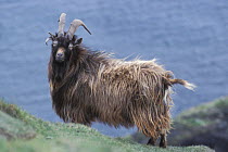 Wild goat {Capra aegagrus} on Isle of Mull, Inner Hebrides, Scotland, UK