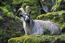 Wild goat {Capra aegagrus} Isle of Mull, Inner Hebrides, Scotland, UK