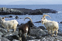 Wild goats {Capra aegagrus} on the coast of the Isle of Mull, Inner Hebrides, Scotland, UK