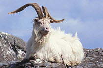 Wild goat {Capra aegagrus} on coast of Isle of Mull, Inner Hebrides, Scotland, UK