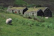 Traditional crofts with grass roofs, Isle of Hoy, The Orkney Isles, Scotland, UK