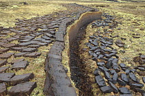 Blocks of extracted peat drying, Highlands, Scotland, UK