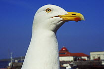 Herring gull (Larus argentus) portrait, Isle of Mull, Inner Hebrides, Scotland, UK