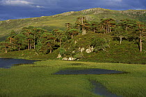 Scots pine trees in Glen Torridon, Ross and Cromarty, Highlands, Scotland, UK