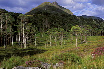 Scots pine trees in Glen Torridon, Ross and Cromarty, Highlands, Scotland, UK