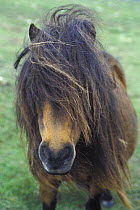 Shetland pony {Equus caballus} The Shetland Isles, Scotland, UK