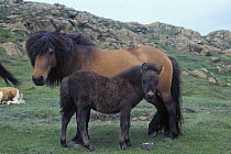 Shetland pony {Equus caballus} mare and foal on Isle of Unst, The Shetland Isles, Scotland, UK