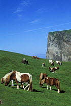 Shetland ponies {Equus caballus} grazing on Foula Island, Shetland Islands, Scotland, UK