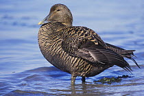 Eider duck (Somateria mollissima) female, Shetland Islands, Scotland, UK