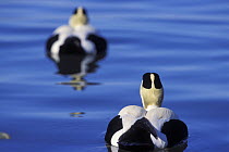 Eider duck (Somateria mollissima) males on water, Shetland Islands, Scotland, UK
