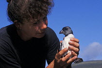 Ornithologist with young Puffin (Fratercula arctica) chick, Shetland Islands, Scotland, UK