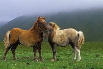 Shetland ponies {Equus caballus} two foals interacting, Foula Island, Shetland Islands, Scotland, UK