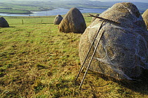 Hay stooks protected by fishing nets, Shetland Islands, Scotland, UK