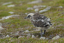 Great Skua (Stercorarius skua) chick, Shetland Islands, Scotland, UK