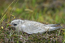 Arctic tern (Sterna paradisaea) chick in nest, Land of Fair isle, Shetland Islands, Scotland, UK