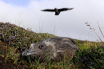 Great Skua (Stercorarius / Catharacta skua) adult attacking to protect his chick, Shetland Islands, Scotland, UK