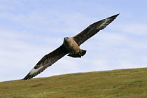 Great Skua (Stercorarius skua) adult attacking to protect his nest, Shetland Islands, Scotland, UK