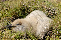 Great Skua (Stercorarius skua) chick in nest, Shetland Islands, Scotland, UK
