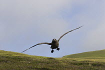 Great Skua (Stercorarius skua) adult attacking to protect his nest, Shetland Islands, Scotland, UK