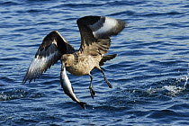 Great Skua (Stercorarius skua) carrying fish in beak, Shetland Islands, Scotland, UK